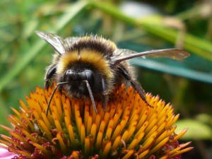 2806213207_97a0a9c591_o